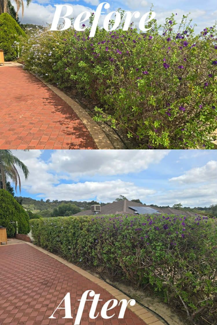 Fresh Cuts work — hedge2before & after