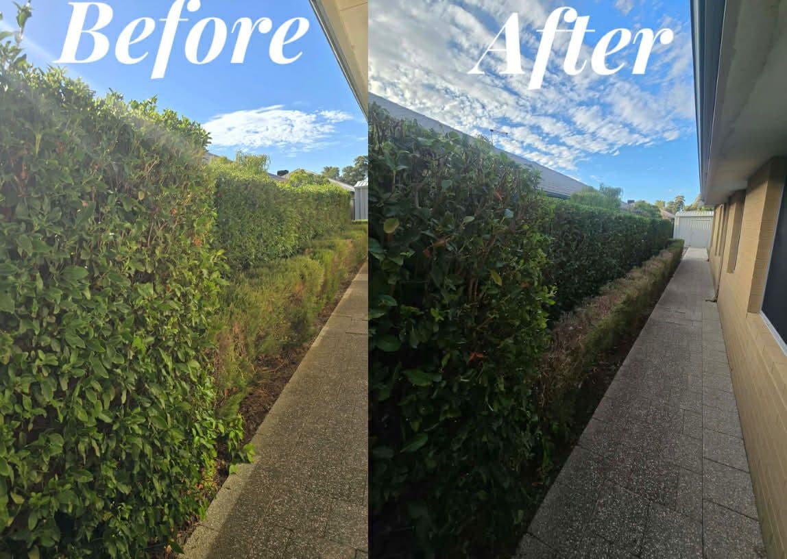 Fresh Cuts work — hedge3before & after