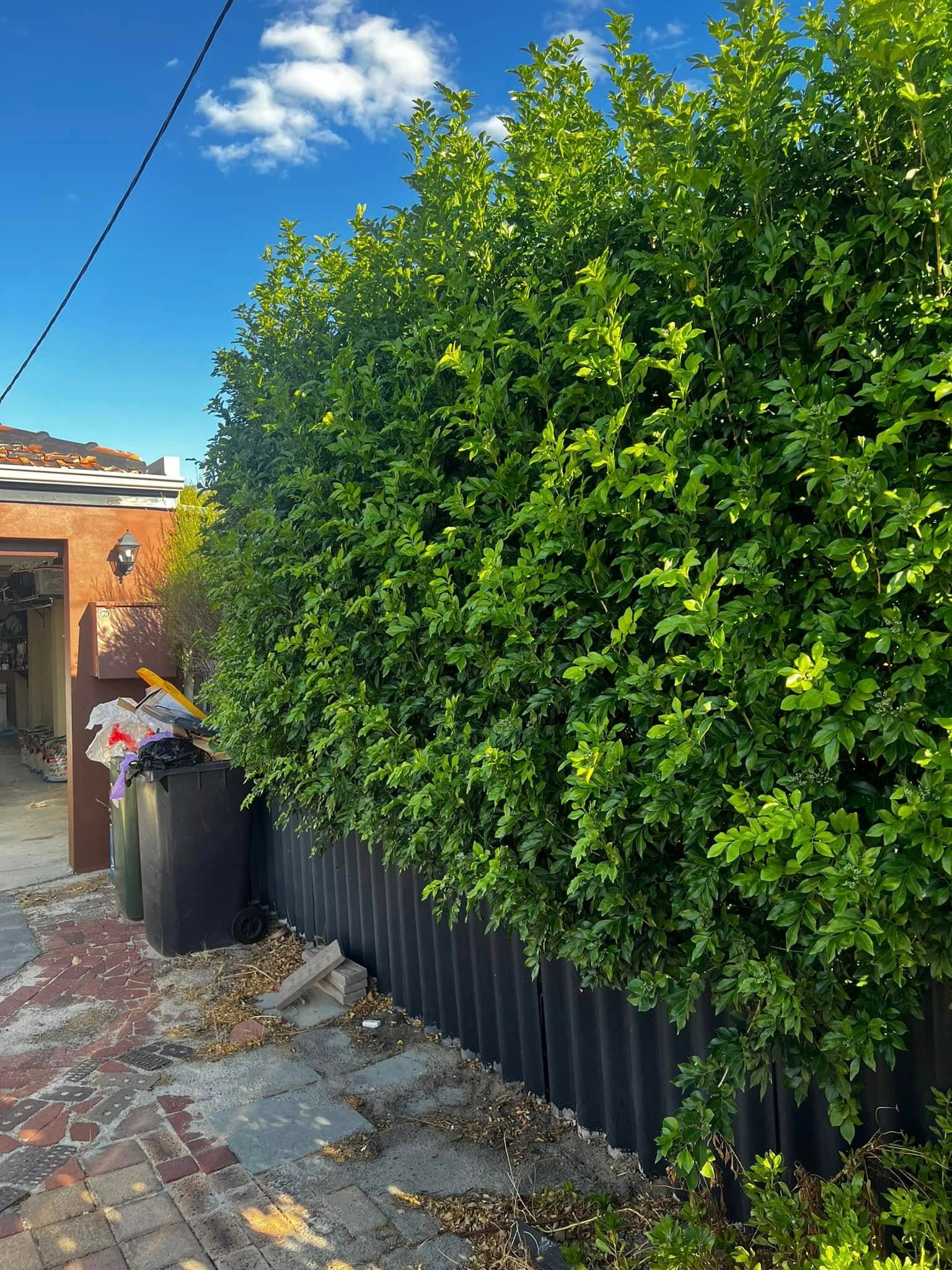 Hedge & Bush Trimming