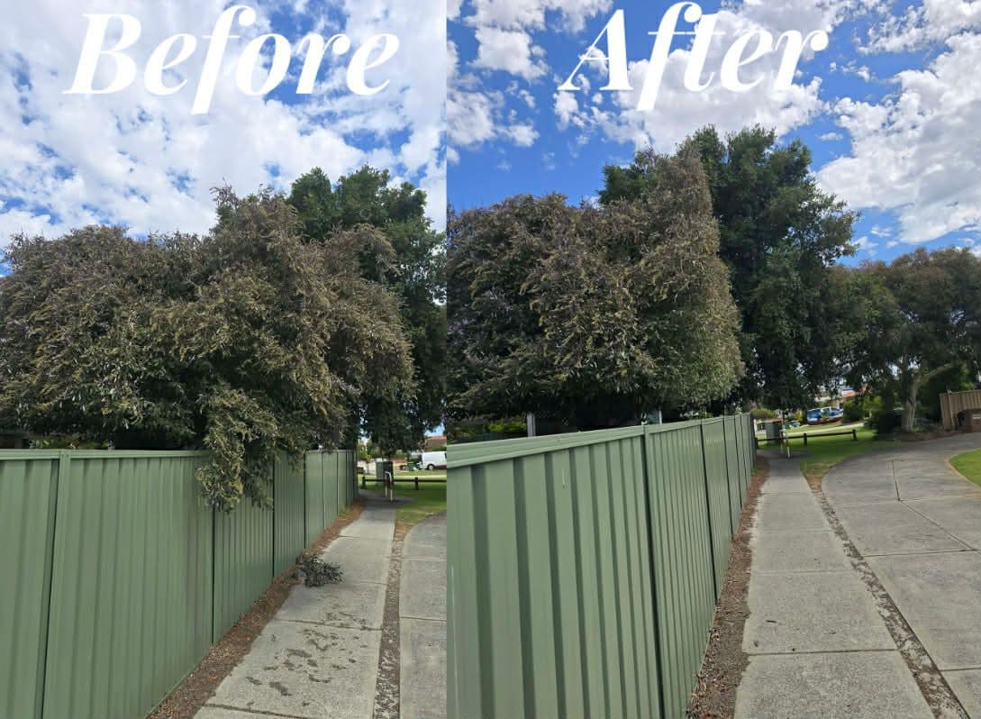 Fresh Cuts work — treereduction2before & after