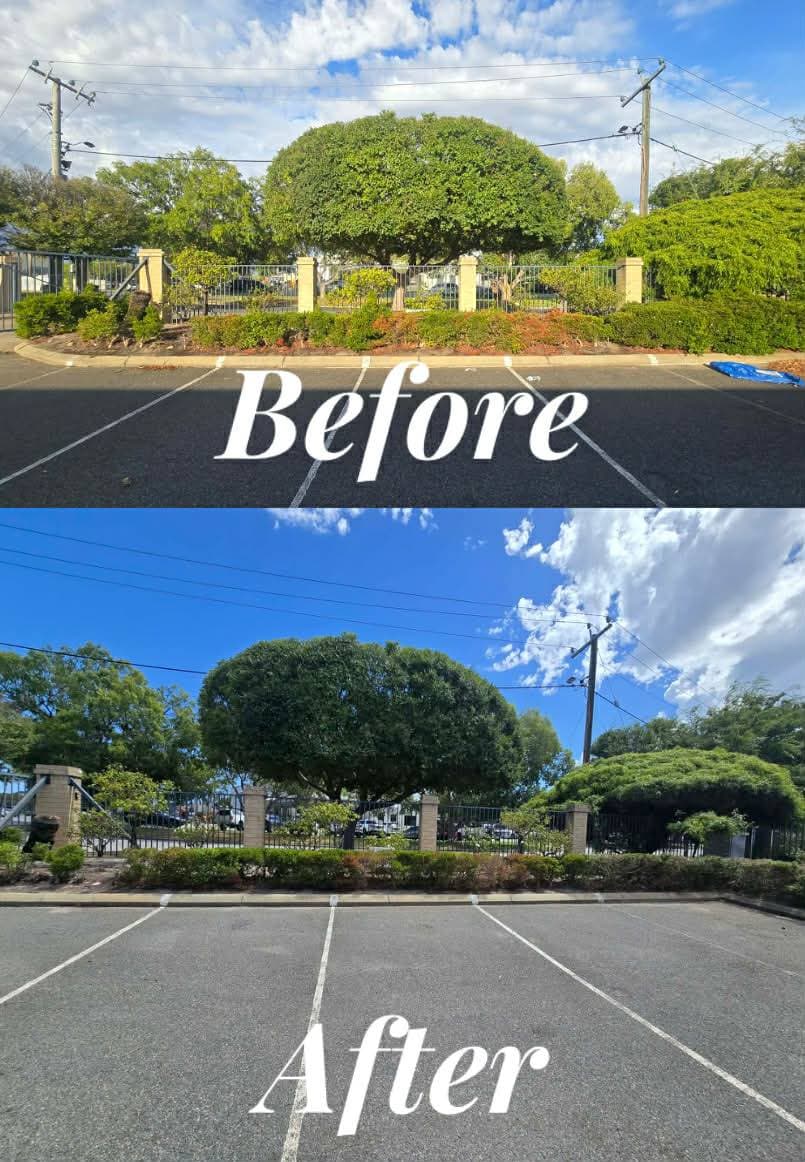 Fresh Cuts work — treetidyupbefore & after