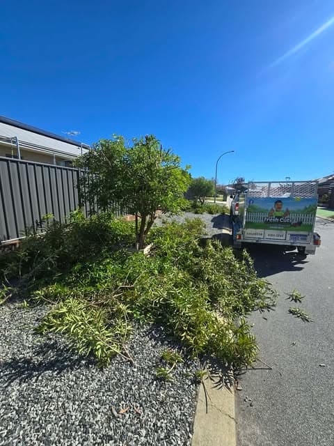 Tree Reduction & Pruning